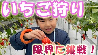 Strawberry Picking　いちご大好きな6歳女の子は何個食べられる！？限界に挑戦したよ！【いちご狩り】