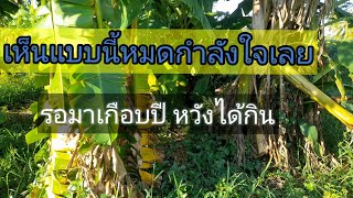 ปลูกกล้วยหอมทองครั้งแรก เจอแบบนี้อยากเลิกทำเกษตร | เกษตรตามรอยพ่อหลวง