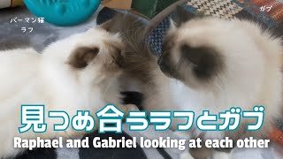 バーマン猫ラフとガブ【見つめ合うラフとガブ】Raphael and Gabriel looking at each other（バーマン猫）Birman/Cat