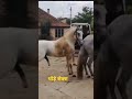 horse sexy short sex horsef hup parth dodiya romantic lo