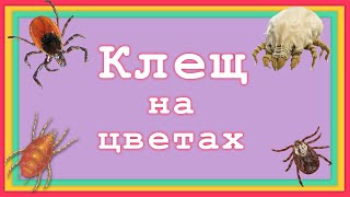 Клещ на комнатных Комнатных растениях. Как избавиться от клеща на цветах