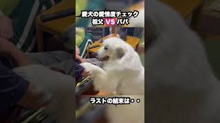 「祖父 vs パパ」超大型犬をめぐる戦い。　#グレートピレニーズ #大型犬 #greatpyrenees