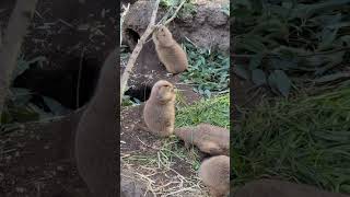 2024/01/10 上野動物園のプレーリードッグ