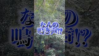 山全体から聞こえる不気味な鳴き声の正体は。