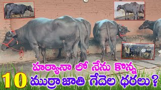 హర్యానా లో నేను కొన్న10 గేదెల ధరలు? 9490721713 | Murrah Buffaloes for sale in Haryana | Low price