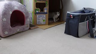 ラグドールの子猫をお迎えしました