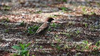 加茂町！公園で楽しそうにひとり遊びする雀！因みにこの公園でニュウナイスズメを初撮りしたのだがそれ以来ニュウナイスズメに会ってない！もう一度みてみたい編いや一度と言わず二度三度いや・・・編