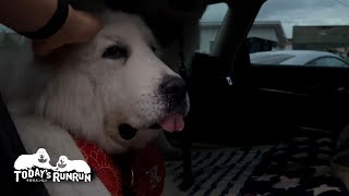 何かと理由をつけて連れ出してもらうルンルンとアランです　Great Pyrenees　グレートピレニーズ