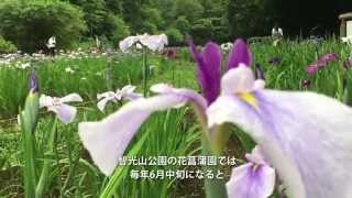 狭山市智光山公園花菖蒲園