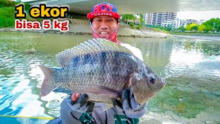 Super Ganas..!Beginilah Tarikan Ikan Nila Besar  Saat Mancing DiSungai Liar