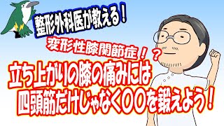 【整形外科医が教える！】立ち上がりの膝の痛みには　四頭筋だけじゃなく〇〇を鍛えよう！