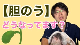 突然起こる恐怖にどう備えるか？犬の胆嚢破裂についてのお話【小動物獣医師のお話 Vol.78】