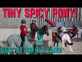 TINY SPICY PONY! HARLOW FALLS OFF AT HER OLD YARD!