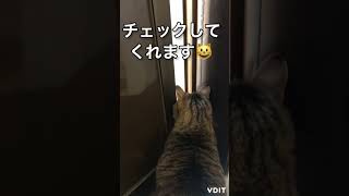 今日もお外をニャルソック😼