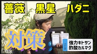 【薔薇】黒星　ハダニ 対策の巻き！