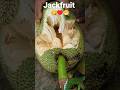 awesome jackfruit cutting ♥️👍♥️ #shorts #youtubeshorts #trending #fruit