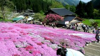 2012　5/5　國田家の芝桜