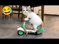 Cute And Funny Animals Videos 2024😂😍 Cute Cats and dogs #2.