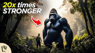 How Strong is a Gorilla Compared to a Human?