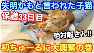 子猫保護33日目‼️初めてのちゅーるに大興奮の巻