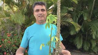 Injertos en pre bonsai de ceiba (palo borracho)