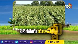 పెసర సాగు యాజమాన్యం | Green Gram (Pesara) Cultivation Techniques | Matti Manishi | 10TV Agri