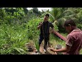 asi es el cultivo de coco en colombia