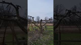 Trimming Apple Trees in Spring #shorts