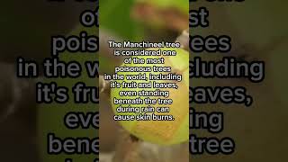 did you know about this tree? #earth #trees #manchineeltree #poisonoustree #poisonous