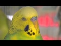 Male Budgie/Parakeet (Lil Keekee)(Волнистых попугаев)