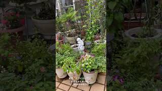 【HD動画】2024年10月27日  秋の花が咲いています。 #flowers #garden #癒し#自然 #naturelovers #薔薇は美しく散る #ばらの花 #rosegarden