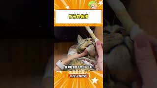 第一次见这么长的鼻涕#猫猫 #万万没想到 #鼻涕#shorts