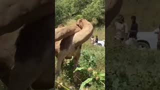Camel's Mating moment or Fight #Animal #Mating #short #nature #trending #viralvideo #funny #fun #omg