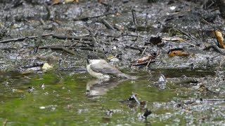 河口湖フィールドセンターのコガラの水浴び　その７（4K動画）