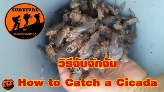 วิธีจับจักจั่น ตอนกลางวัน ภูมิปัญญาชาวบ้าน How to Catch a Cicada in Thailand (Voice :Eng and Thai)