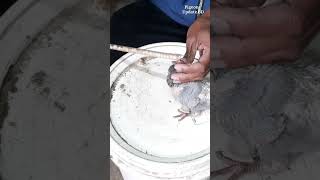 How to feed baby pigeon easy way #shorts