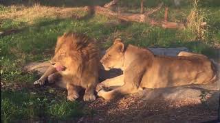 Detroit Zoo | Lions