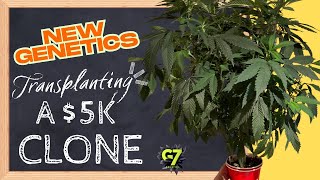 Can You Really Grow Candy-Looking Buds At Home?