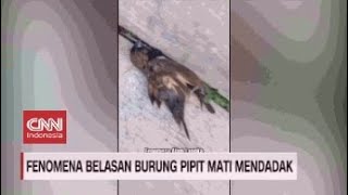 Fenomena Belasan Burung Pipit Mati Mendadak