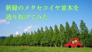 【滋賀ドライブ】新緑のメタセコイヤ並木を通り抜け