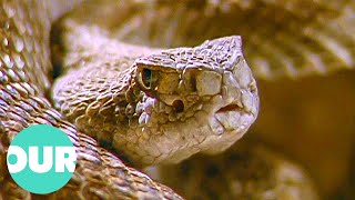 The Notorious Western Diamondback Rattlesnake | Our World