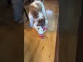 watch how gentle the 🐶 is with his christmas 🎁 puppy christmas gift