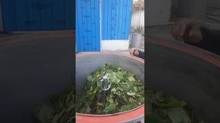 Betel leaf oil get extracted from oil contented particular betel leaves only