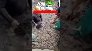 Chinese Farmer Harvests Frogs for Market | Sustainable Aquaculture