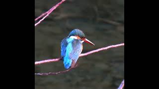 カワセミ調布地区お母さんショート 2025 01 15 #カワセミ #野鳥 #birds #wildlife #nature #自然観察ぶらり散歩