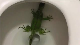 Kendall woman finds iguana in toilet bowl