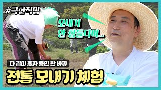 [다같이돌자 용인한바퀴] 농촌테마파크 전통모내기 체험 (※毛내기 아님 주의)