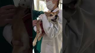 Are dogs also afraid of getting injections?😂😂#dog # #doglover #funnydog #funnyvideo #funny #happy