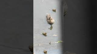 バンの鳴き声に反応したカルガモ親子