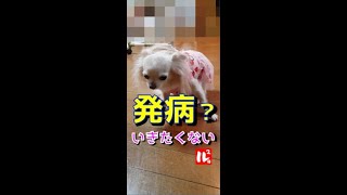 【発病!?】散歩行きたくない病かも